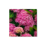 Roze Bloemen - Metal Print