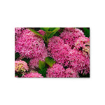 Roze Bloemen - Metal Print