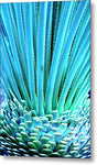 Aqua Yucca - Metal Print