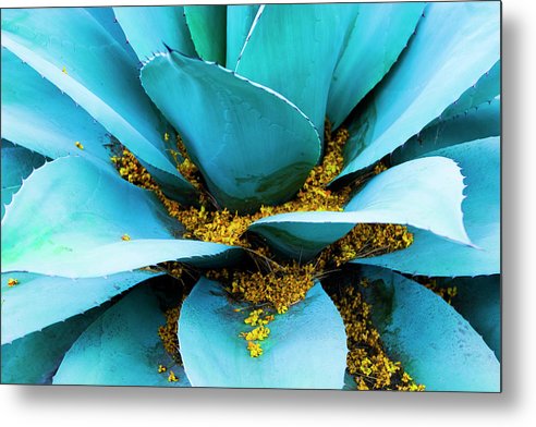 Blue Agave - Metal Print