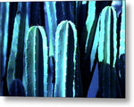 Blue Cactus - Metal Print