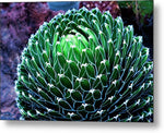 Green Succulent - Metal Print