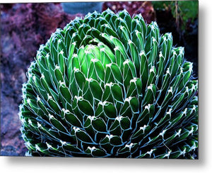 Green Succulent - Metal Print