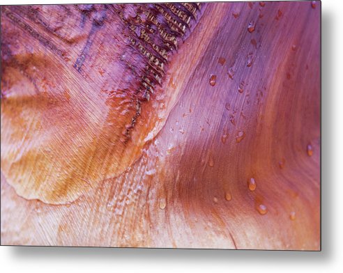 Textured Palm - Metal Print