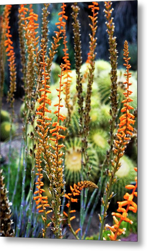 Orange Succulent - Metal Print