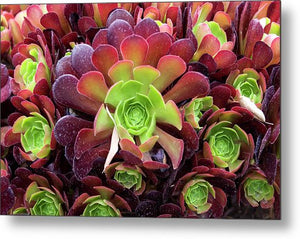 Red Succulent - Metal Print