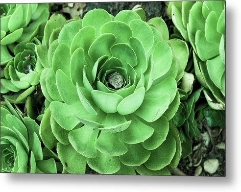 Spring Succulent - Metal Print