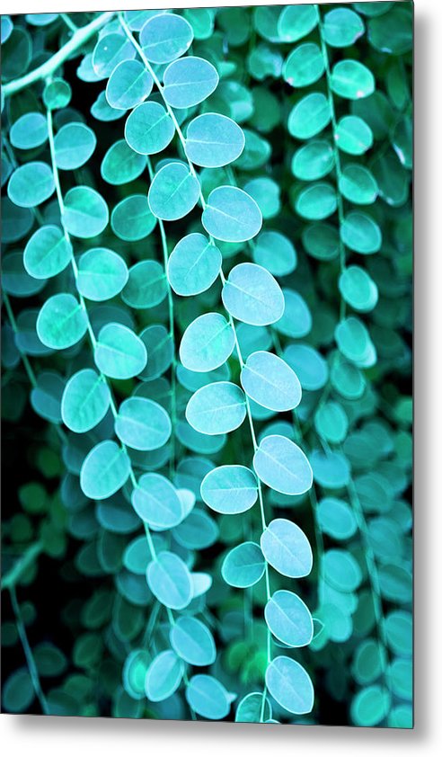 Teal Leaves - Metal Print