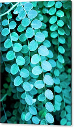 Teal Leaves - Acrylic Print