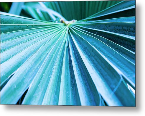 Turquoise Palm - Metal Print